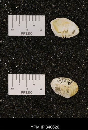 Corbicula subelliptica