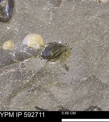 undet. Bivalvia