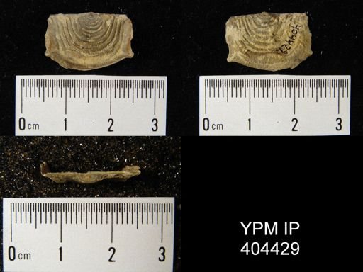 Leptaena sp.