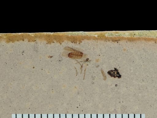 Plecia sp.