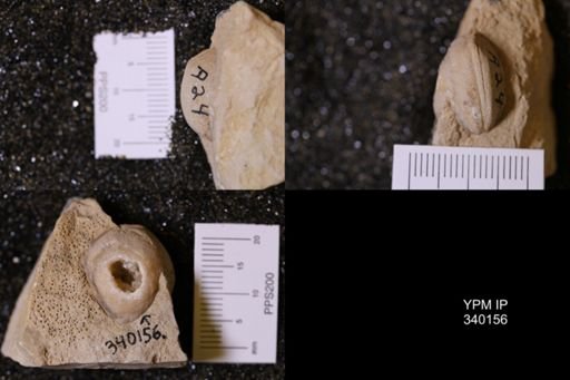 Kingena sp.