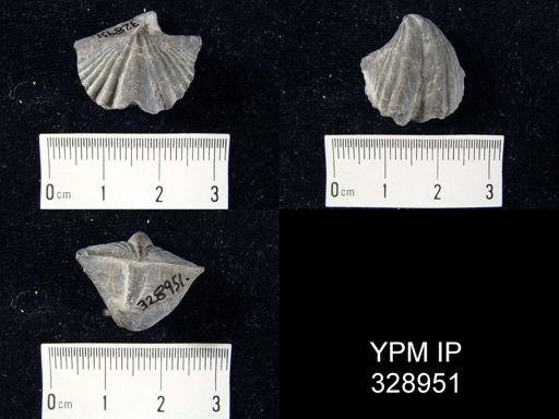 Cyrtina hamiltonensis