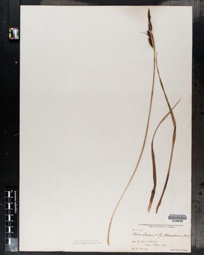Carex nigra