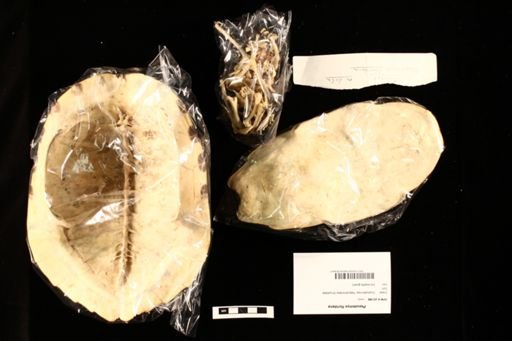 Pseudemys floridana