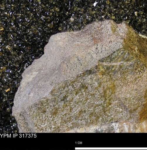 undet. Mollusca