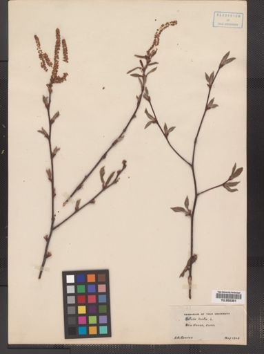 Betula lenta