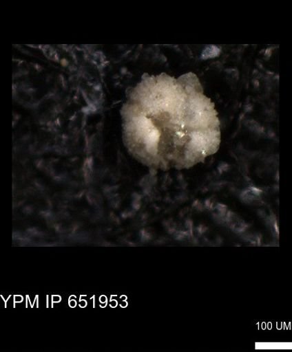undet. Foraminiferida