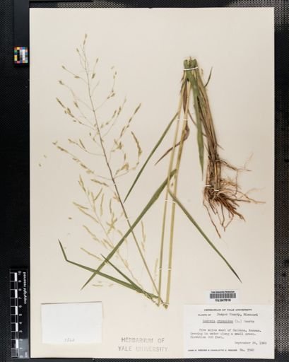 Leersia oryzoides