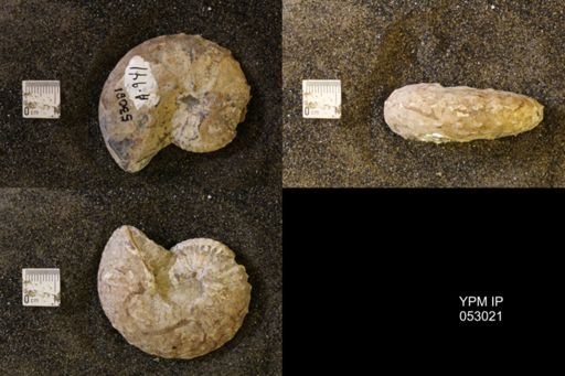 Discoscaphites gulosus