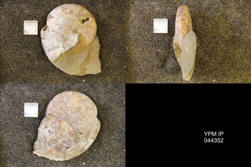 Hoploscaphites comprimus