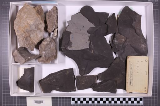 mixed taxa, stratigraphic collection