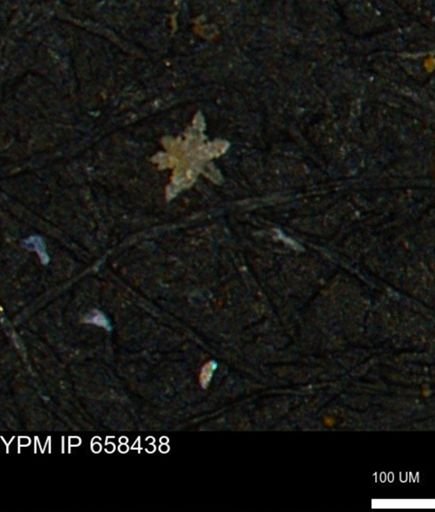undet. Porifera