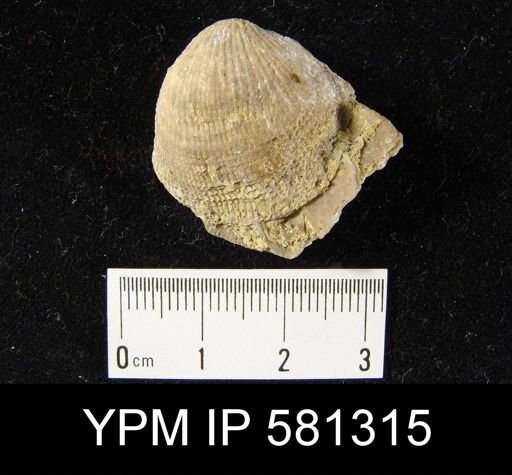 Atrypa sp.
