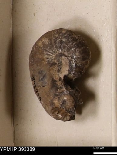 Scaphites sp.