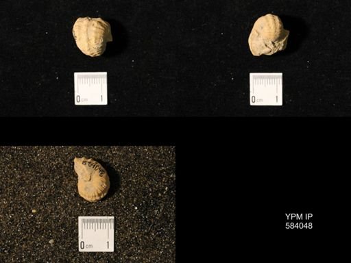 Pharkidonotus percarinatus tricarinatus