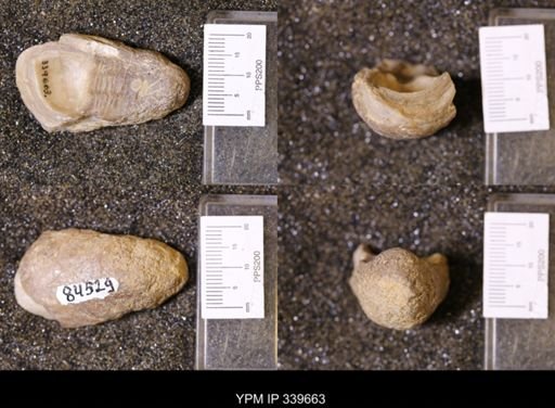 Ostrea sp.
