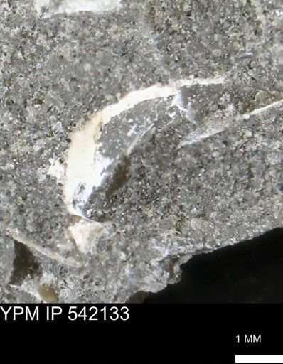 Limopsis striatopunctatus