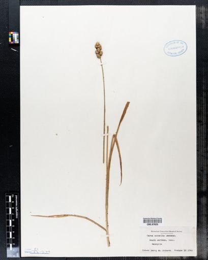 Carex normalis