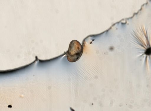 Cypris sp.