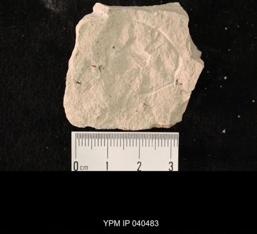 undet. Hexapoda