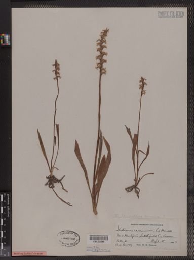 Spiranthes cernua