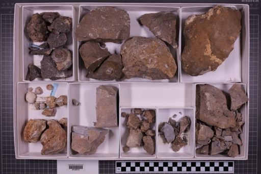 mixed taxa, stratigraphic collection