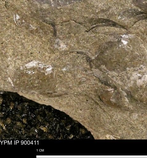 Anomia gryphorhyncha