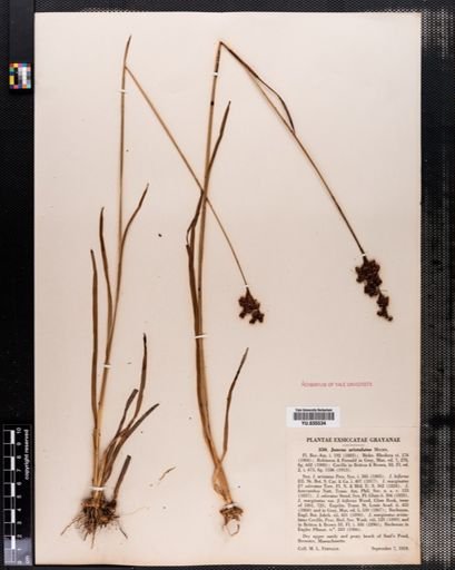 Juncus biflorus