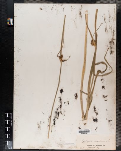 Scirpus paludosus