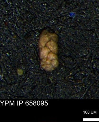 Ammobaculoides phaulus