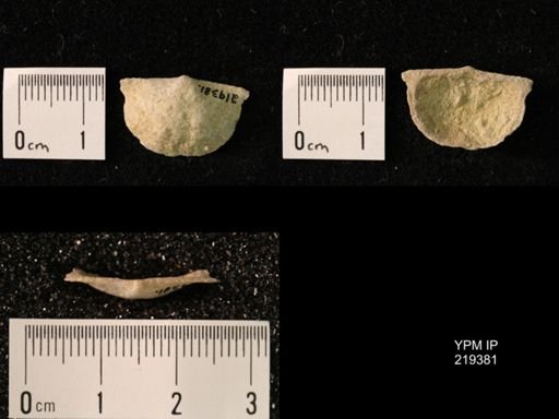 Chonetes granulifer