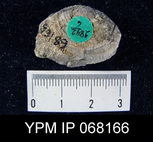 Leptaena rhomboidalis