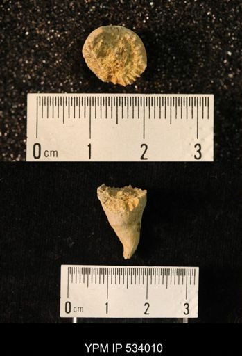 undet. Rugosa