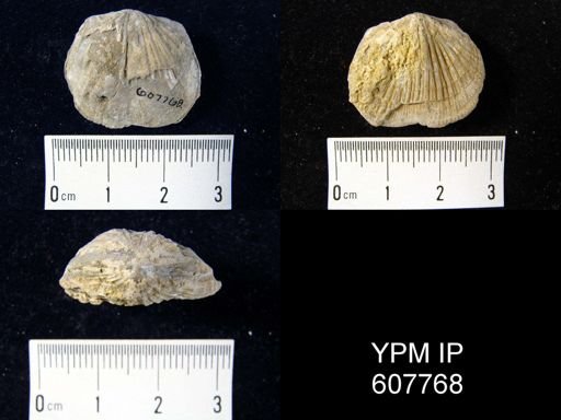 Glyptorthis sp.
