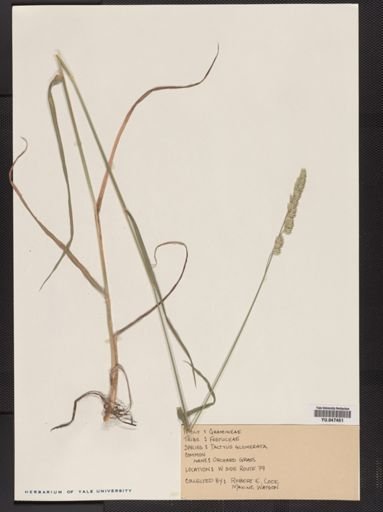 Dactylis glomerata
