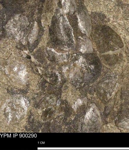 Anomia gryphorhyncha