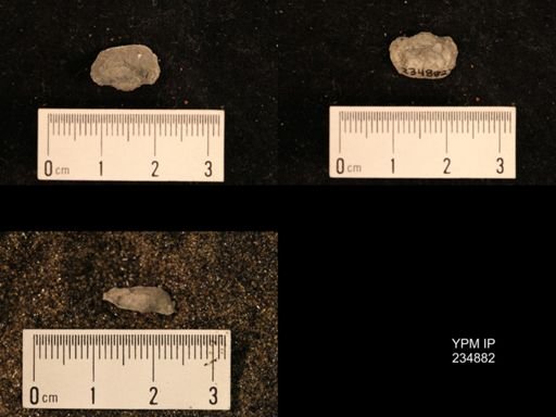 Marginifera fragilis