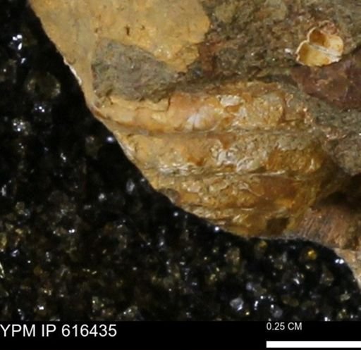 Protocardia subquadrata