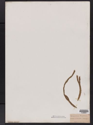 Lycopodium