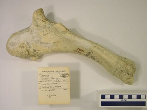 Teleoceras fossiger