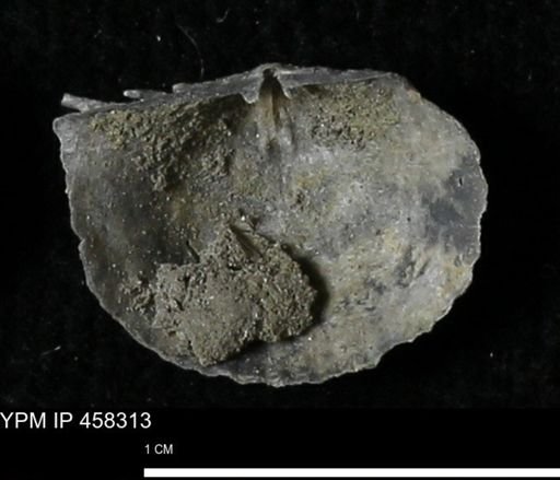 Chonetes mucronatus