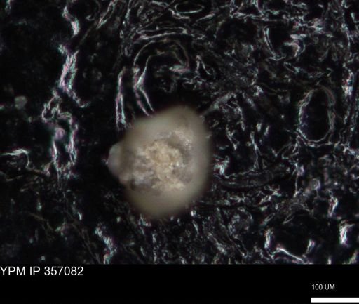 undet. Foraminiferida