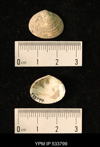 Macoma groenlandica