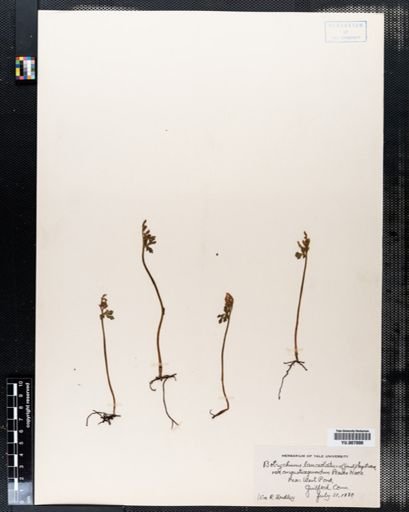 Botrychium lanceolatum