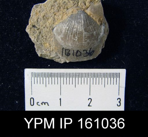 Atrypa reticularis