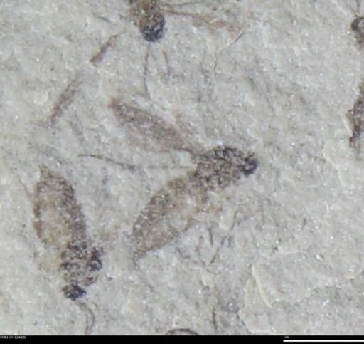 undet. Insecta