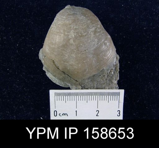 Pentamerus oblongus