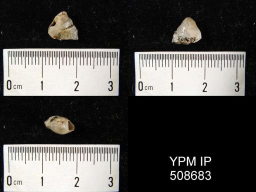 undet. Athyridida