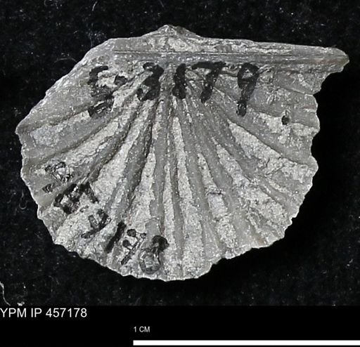 Stropheodonta erratica solidicosta
