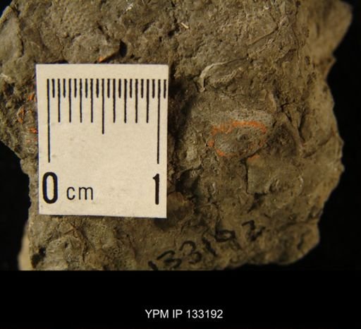 undet. Ostracoda